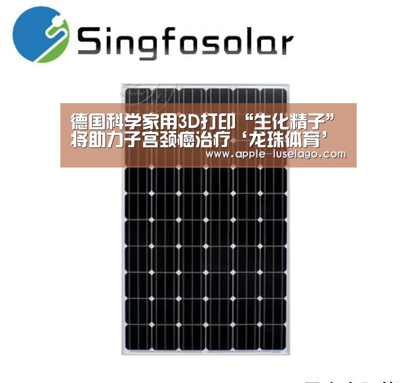 龙珠体育