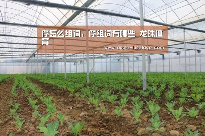 龙珠体育
